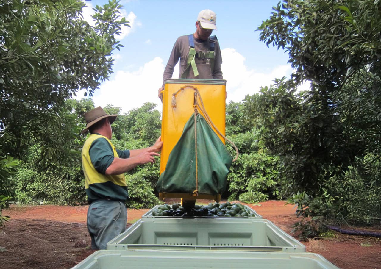 When to source Hass & Shepard avocados